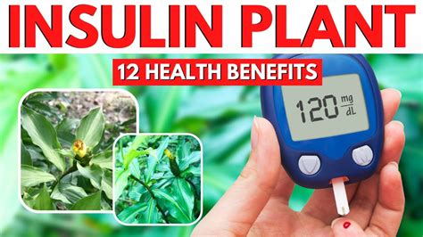 insulin plant in tagalog|Plant Insulin: Mga Katangian, Gamit, Mga Benepisyo At Higit Pa.